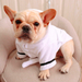 Dog Clothes Super Absorbent Cotton White Robe Coral Comfortable Thickened Pet Bathrobe Cat Pajamas
