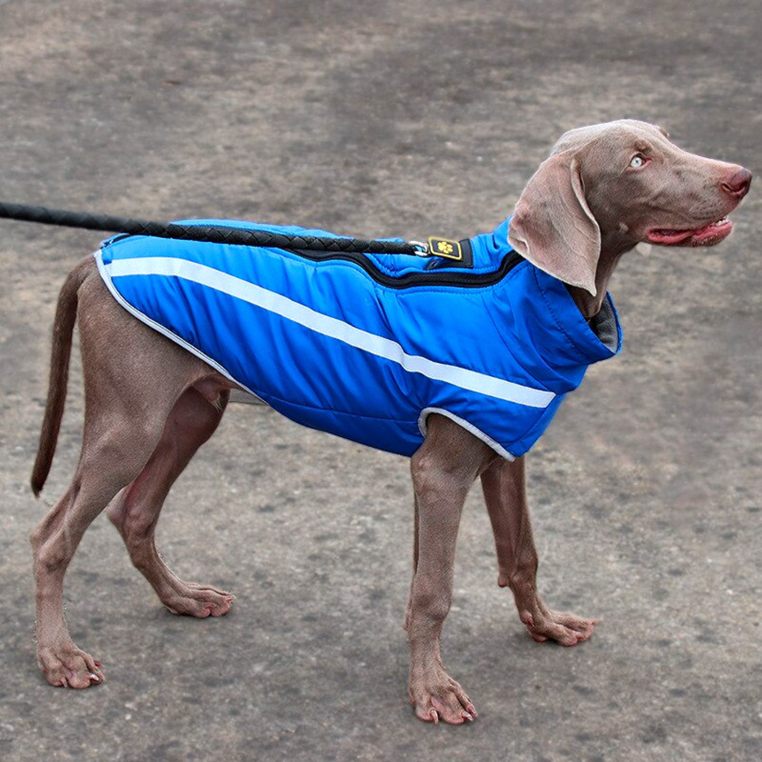 high quality large dog raincoat