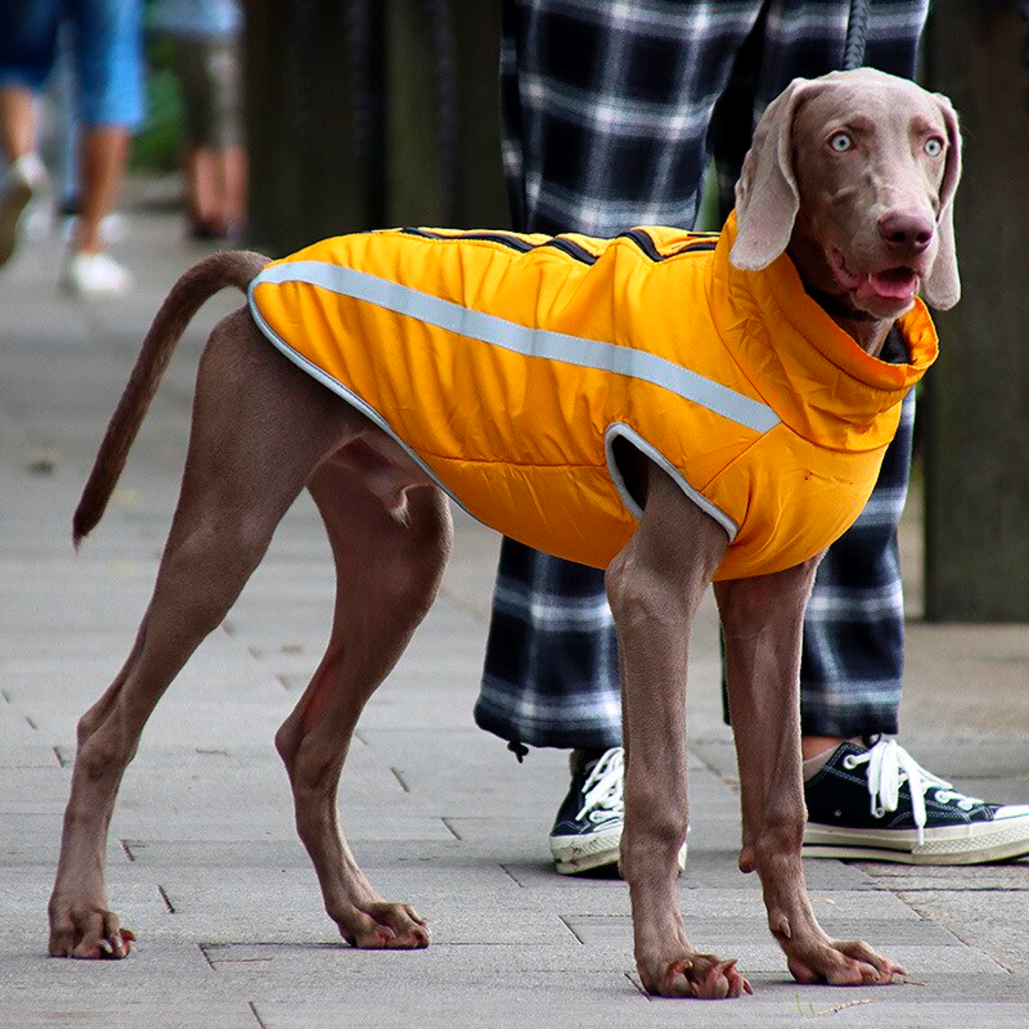 extra large high quality large dog raincoat